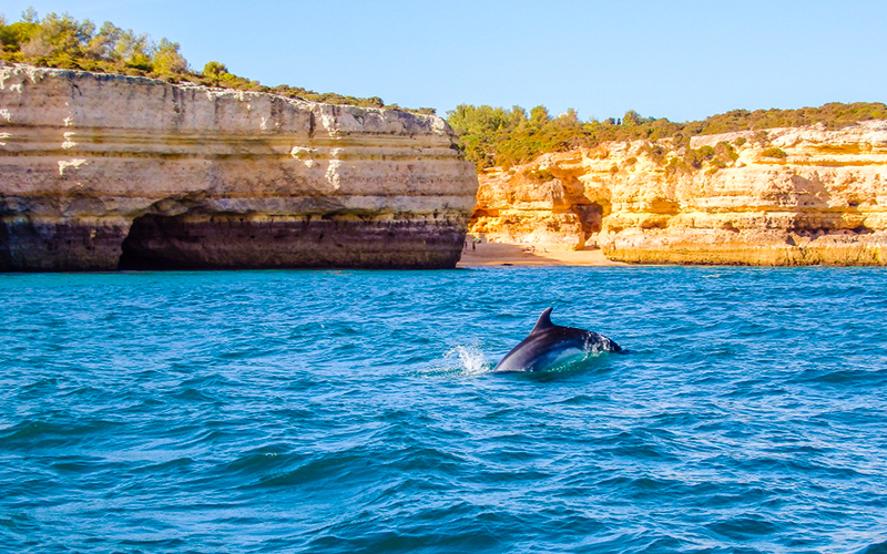 Dolfijn zwemmend in de zee met rotsen op de achtergrond