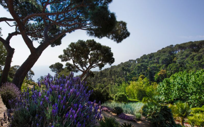 Les arbres et arbustes des jardins de Cap Roig, sur la Costa Brava, en Espagne