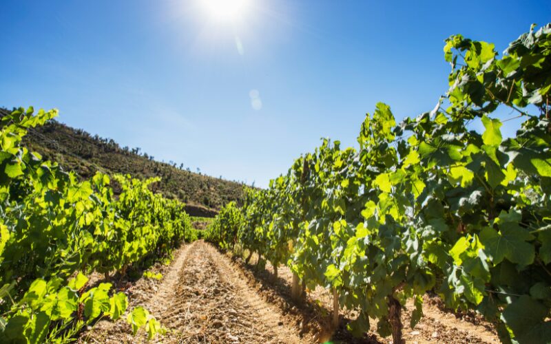 Vue sur une rangée de vignes en Costa Brava, Espagne