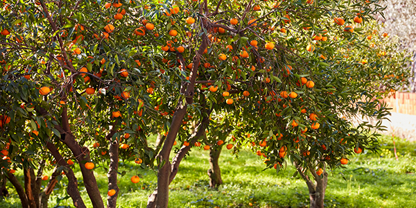 Appelsienbomen Bodrum