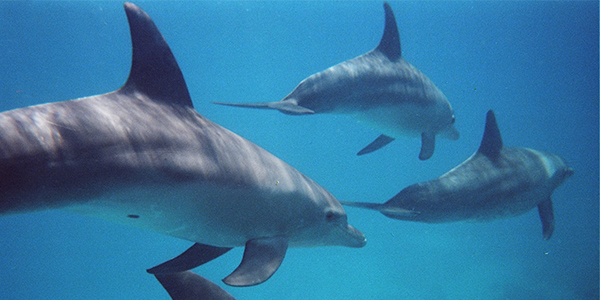 Dolfijnen duiken vkaan