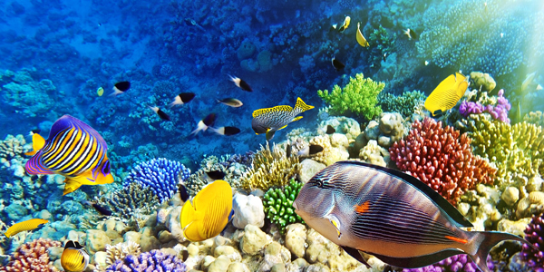 Hurghada onderwaterwereld