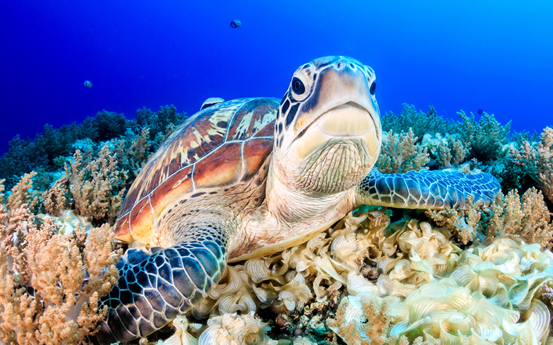 Een schildpad die zwemt in de zee tussen het koraal