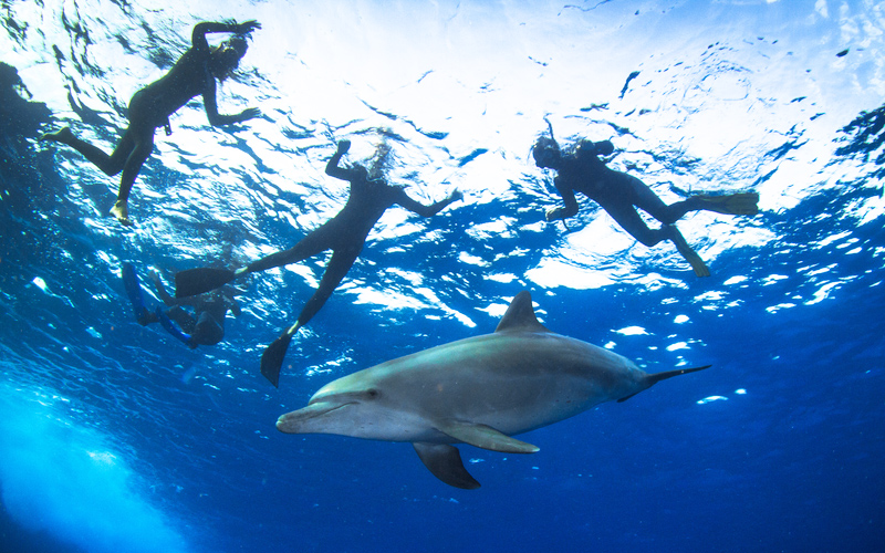 Duikers in de zee naast een dolfijn