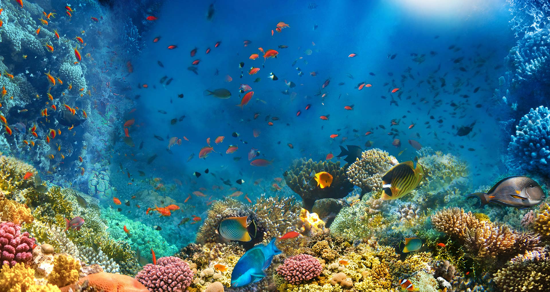 Zee vol gekleurd koraal en visjes