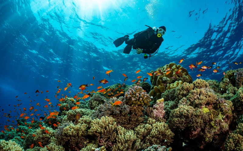 Duiker in felblauwe zee met koraal en tropische vissen