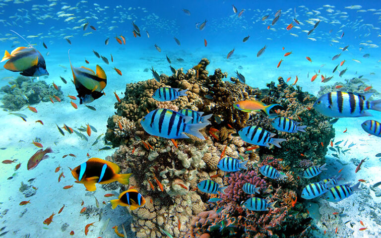 Vissen onderwater Egypte
