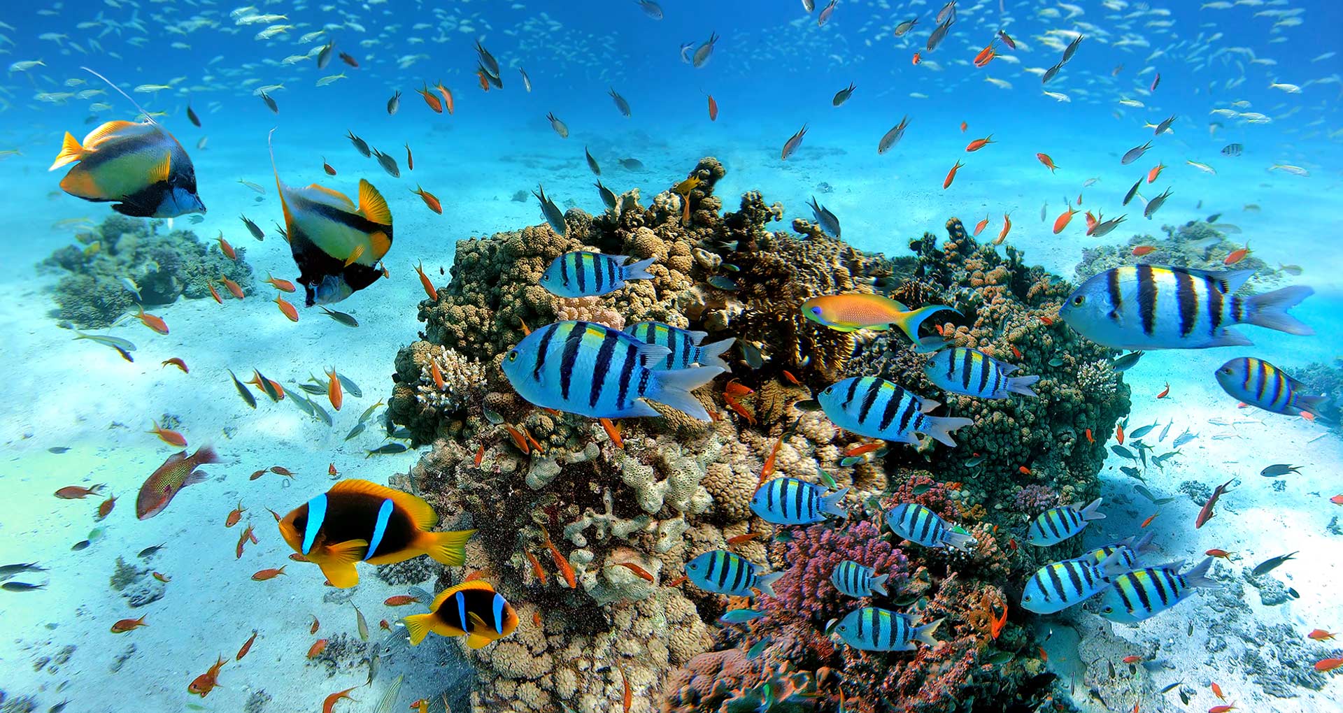 Vissen in zee met koraal