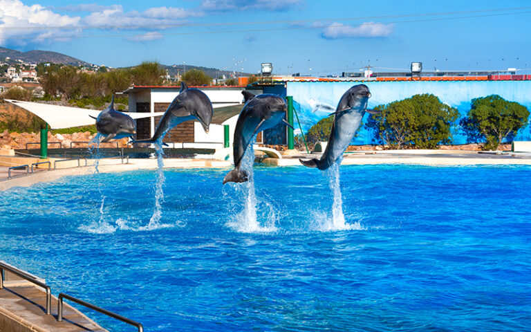 Dolfijnen springen in bad in de lucht