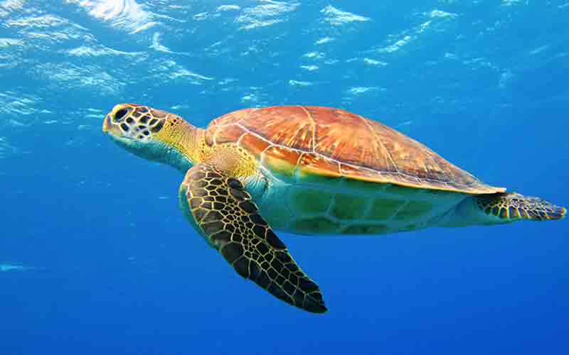 caretta caretta schildpad zwemmend onder water