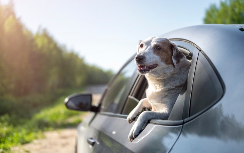 hond hangt met pootjes uit het raam tijdens 