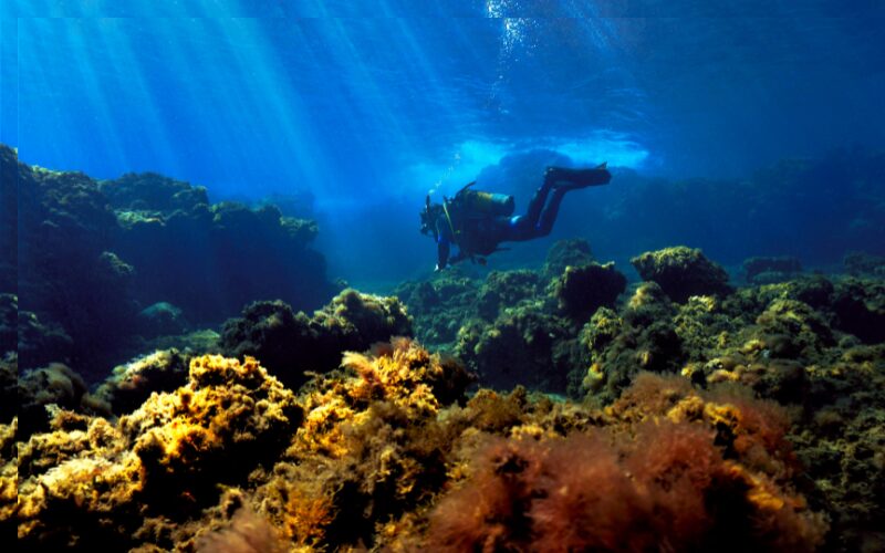 Duiken Tenerife zee koraal vakantie watersport