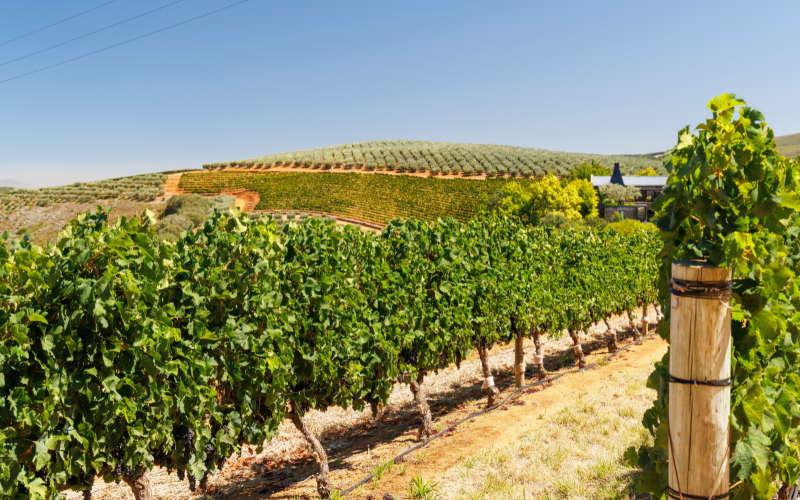 Rangées de vignobles sous un soleil éclatant avec des montagnes en arrière-plan, paysage pittoresque de la région viticole
