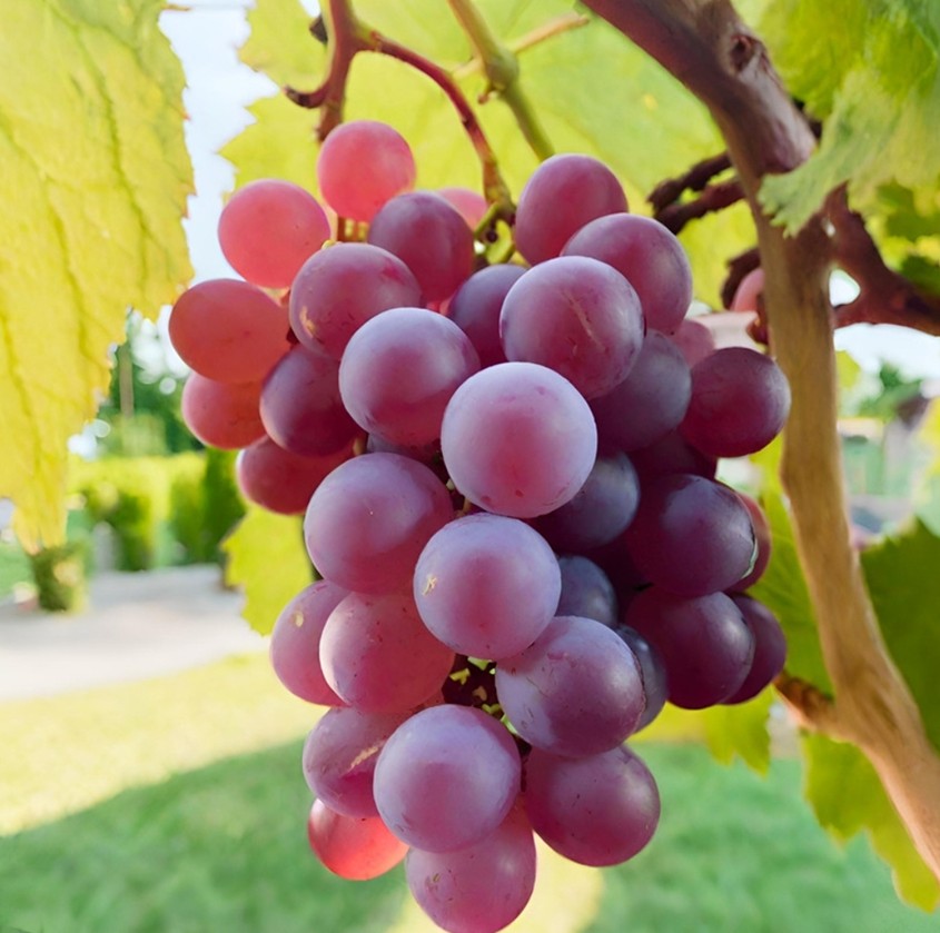 Tros druiven,wijnrank